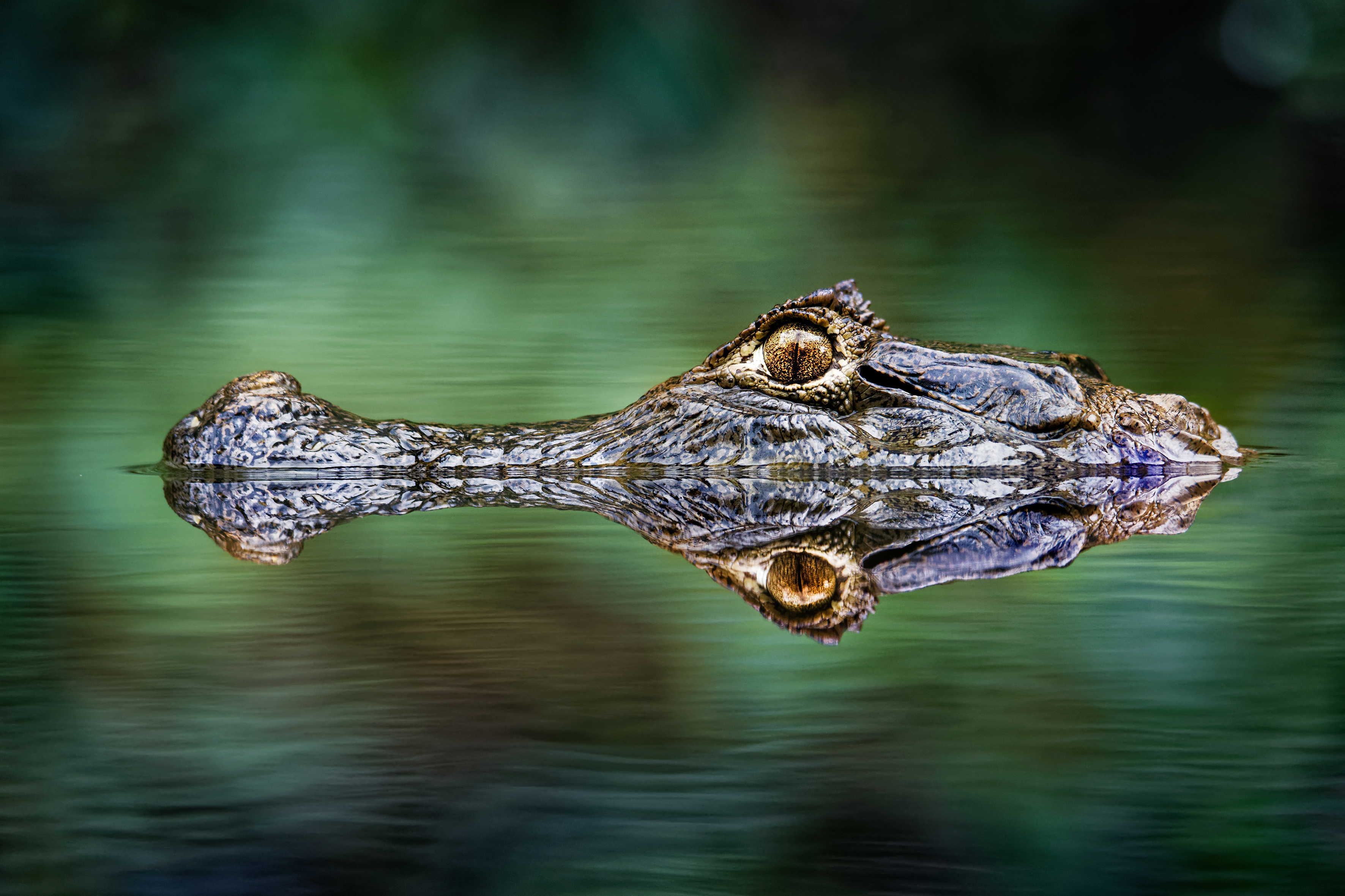 Vyhlášení nominací soutěže Czech Nature Photo 2019