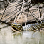 Michaela Bauerová vypráví, jak se jí podařilo vyfotit Lov na krokodýlí slzy