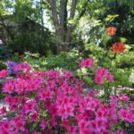 Květnová výstava v zahradách mezi Faustovým domem a kostelem sv. Jana Na Skalce