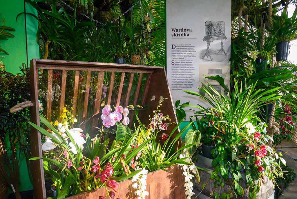 Orchideje ve skleníku Fata Morgana zahajují letošní sezónu pražské Botanické zahrady